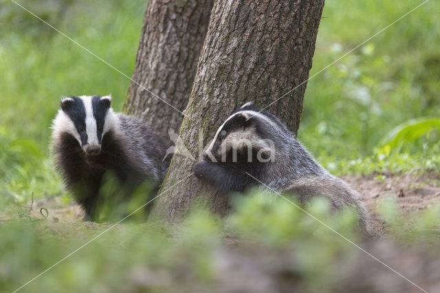 Badger (Meles meles)