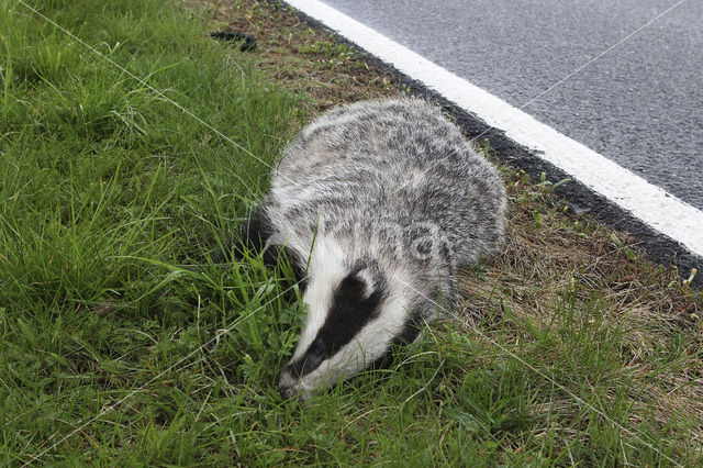 Badger (Meles meles)