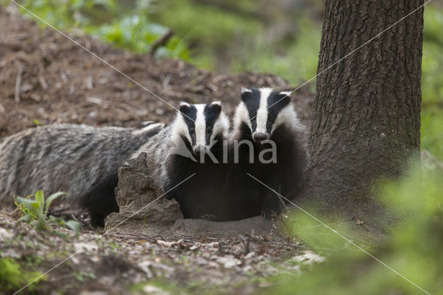 Badger (Meles meles)