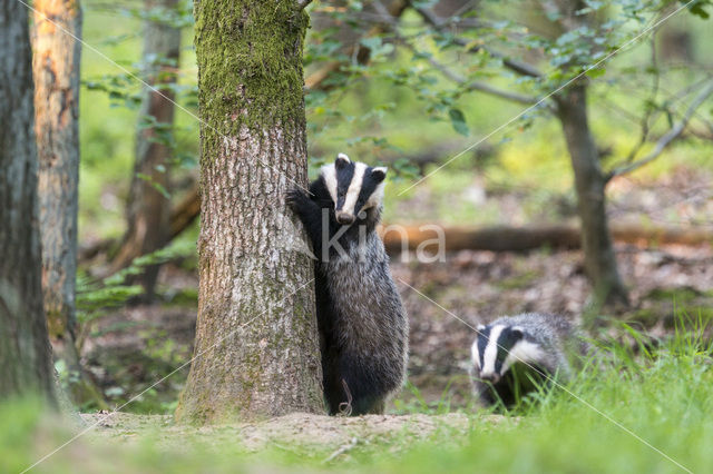 Badger (Meles meles)