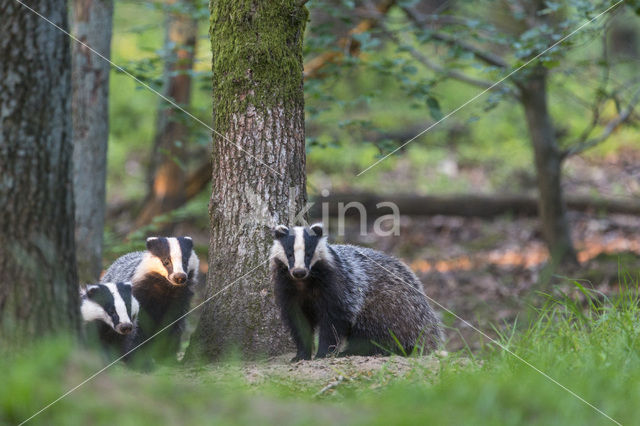 Badger (Meles meles)