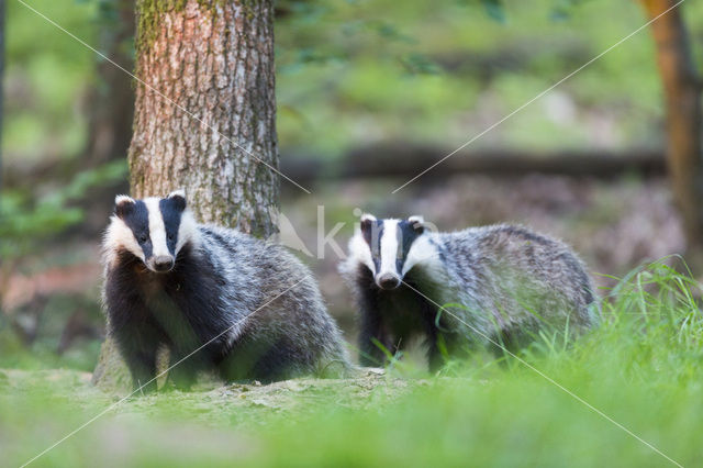 Badger (Meles meles)