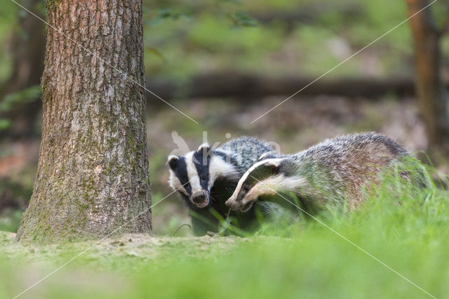 Badger (Meles meles)
