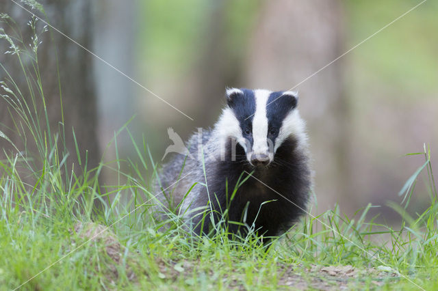 Badger (Meles meles)