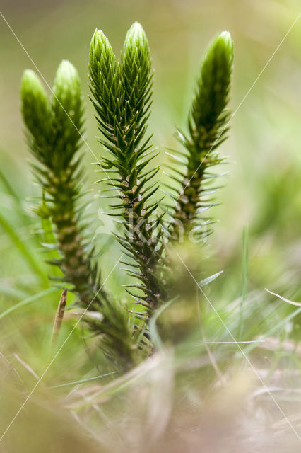 Fir Clubmoss (Huperzia selago)