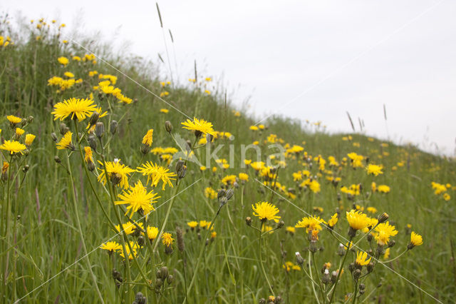 Common Hawkweed (Hieracium vulgatum)