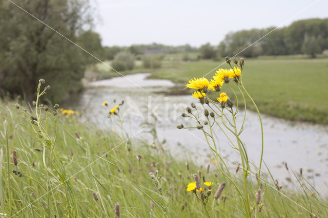 Common Hawkweed (Hieracium vulgatum)