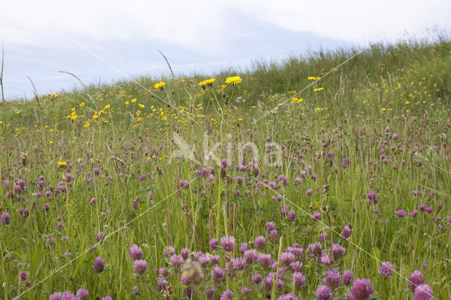 Common Hawkweed (Hieracium vulgatum)