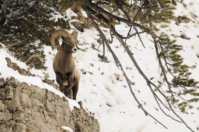 Bighorn Sheep (Ovis canadensis)