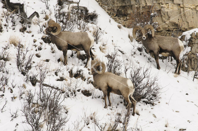 Bighorn Sheep (Ovis canadensis)