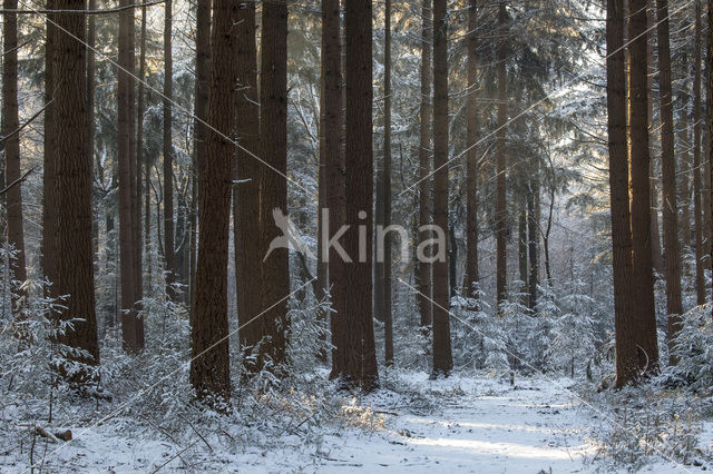 Douglas Fir (Pseudotsuga menziesii)