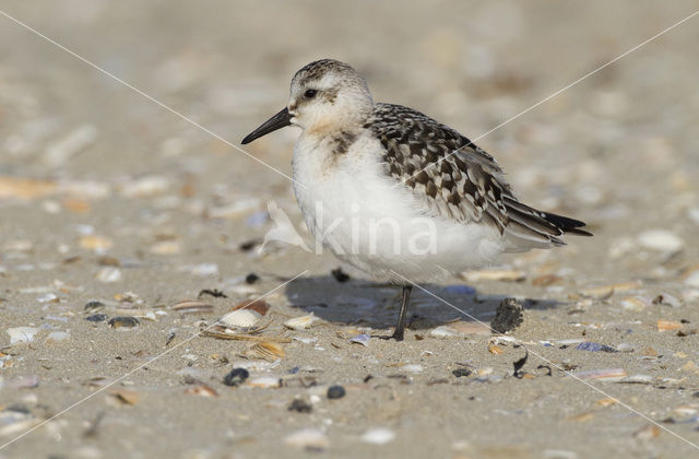 Drieteenstrandloper (Calidris alba)