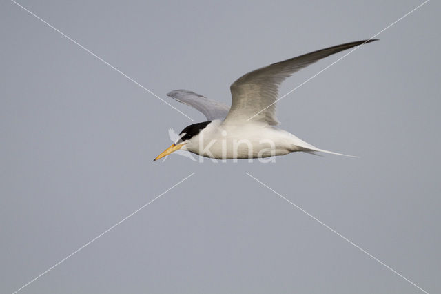 Little Tern (Sterna albifrons)