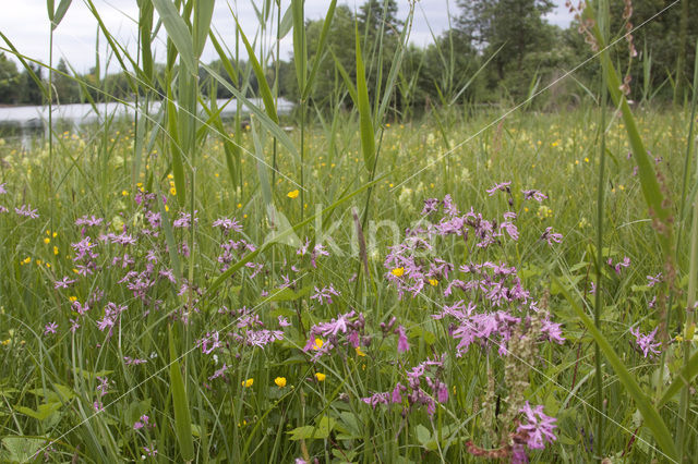 Ragged-Robin (Lychnis flos-cuculi)