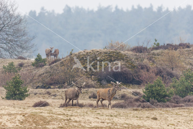 Red Deer (Cervus elaphus)