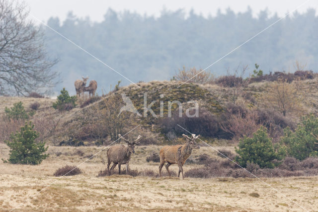 Edelhert (Cervus elaphus)