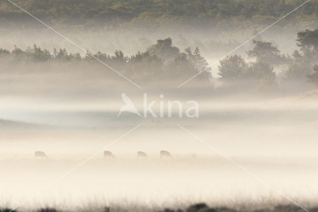 Red Deer (Cervus elaphus)