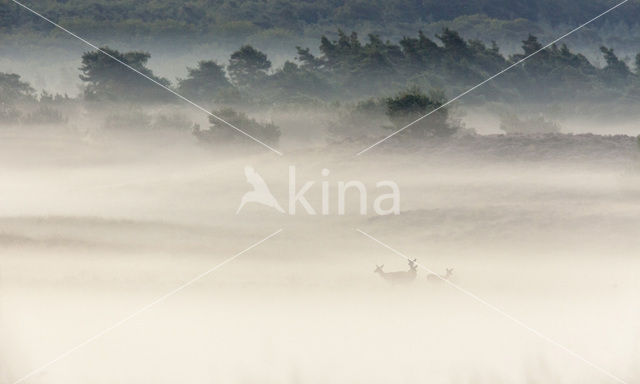 Red Deer (Cervus elaphus)