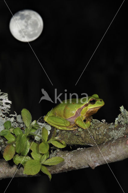 Europese boomkikker (Hyla arborea)