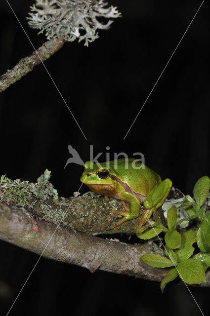 European Tree Frog (Hyla arborea)