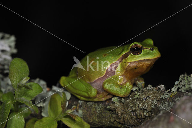 European Tree Frog (Hyla arborea)