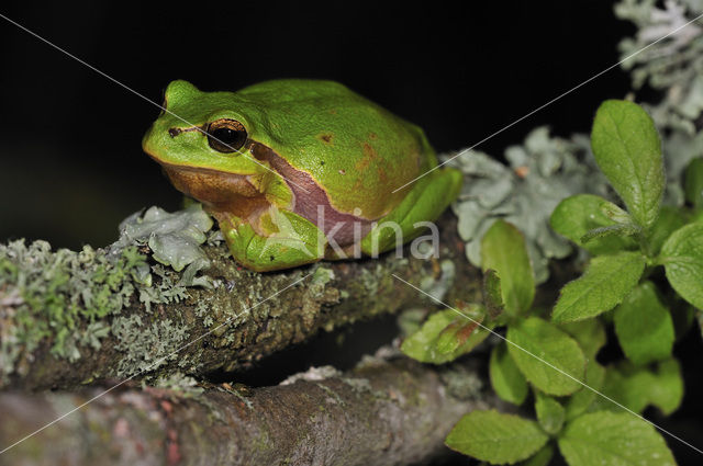 Europese boomkikker (Hyla arborea)