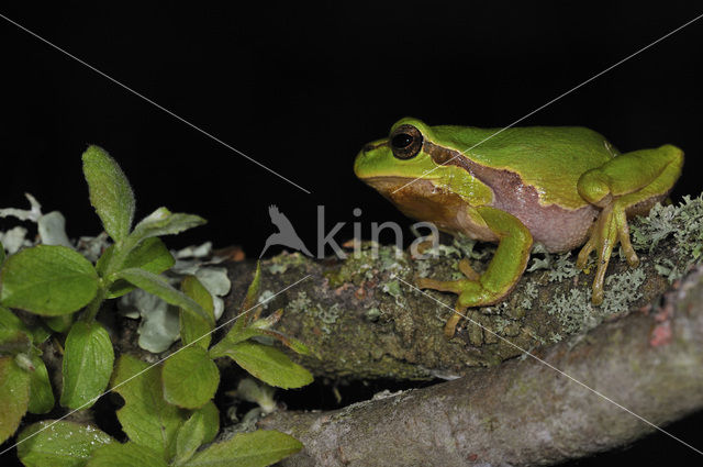 Europese boomkikker (Hyla arborea)