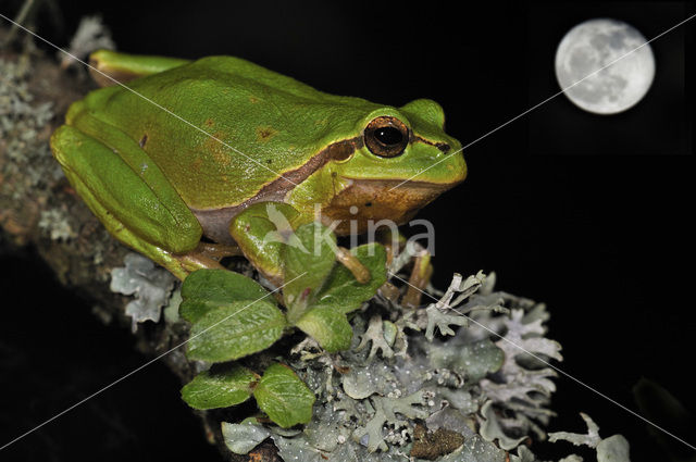 European Tree Frog (Hyla arborea)