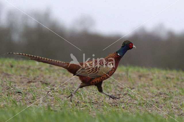 Ring-necked Pheasant (Phasianus colchicus)