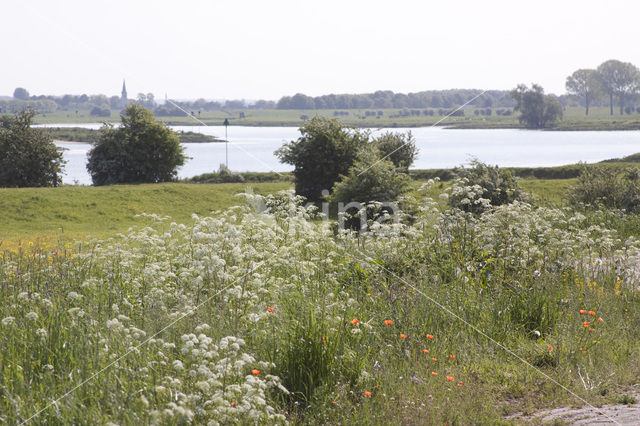 Cow Parsley (Anthriscus sylvestris)