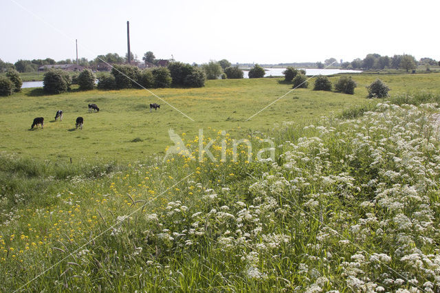 Cow Parsley (Anthriscus sylvestris)