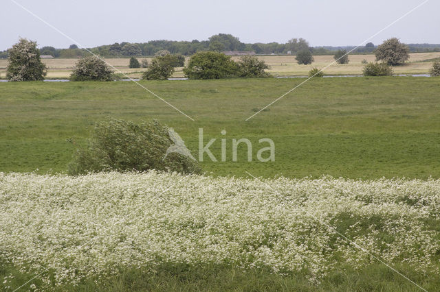 Fluitekruid (Anthriscus sylvestris)