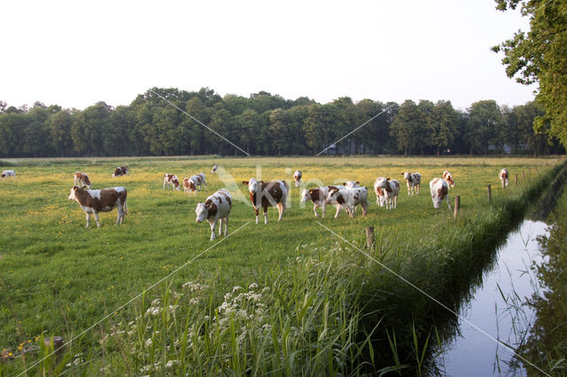 red-and-white Cow (Bos domesticus)
