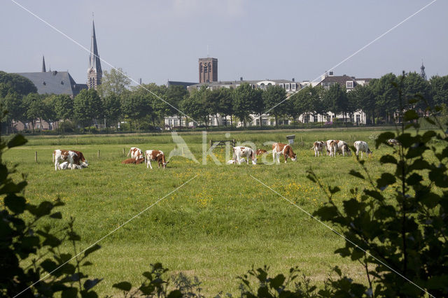 red-and-white Cow (Bos domesticus)