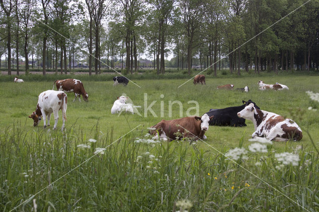 Friese Roodbonte Koe (Bos domesticus)