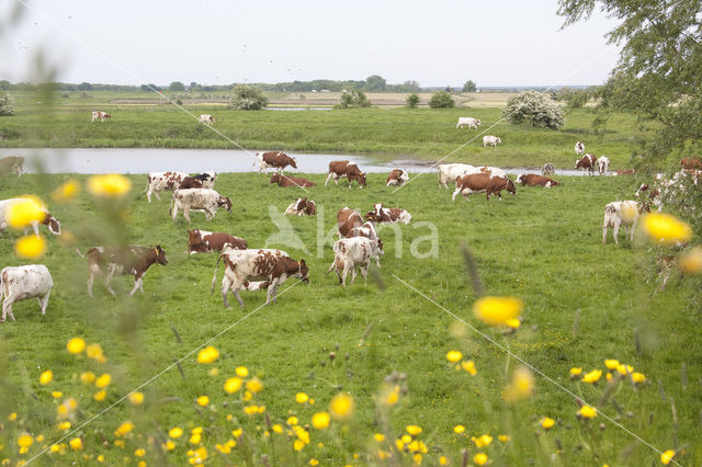 red-and-white Cow (Bos domesticus)