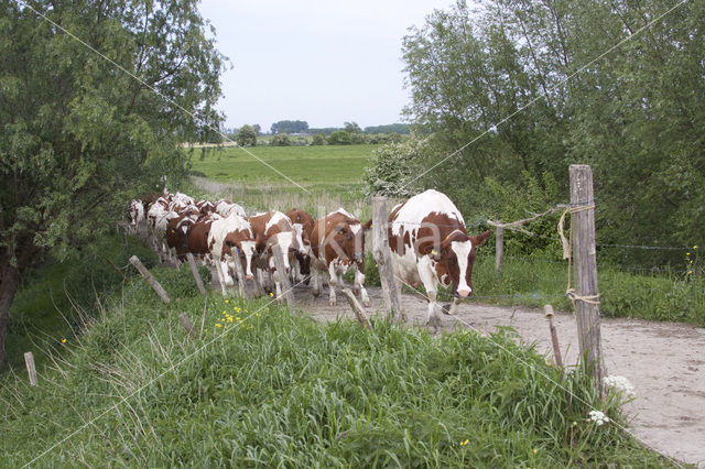 red-and-white Cow (Bos domesticus)