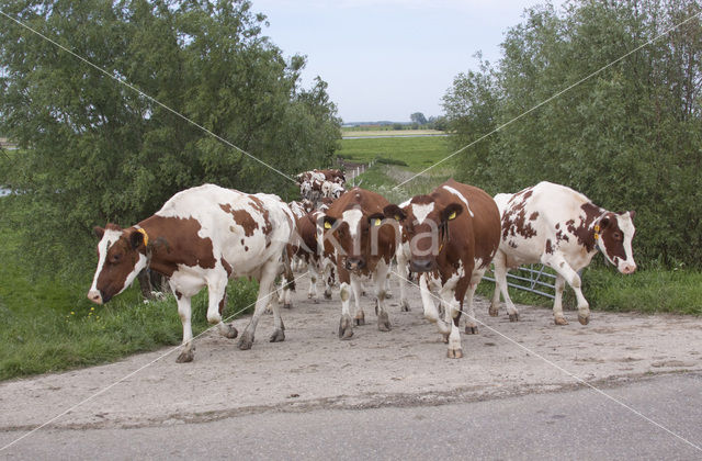 red-and-white Cow (Bos domesticus)