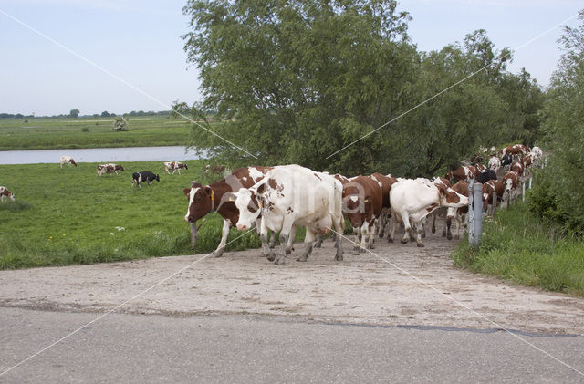 red-and-white Cow (Bos domesticus)