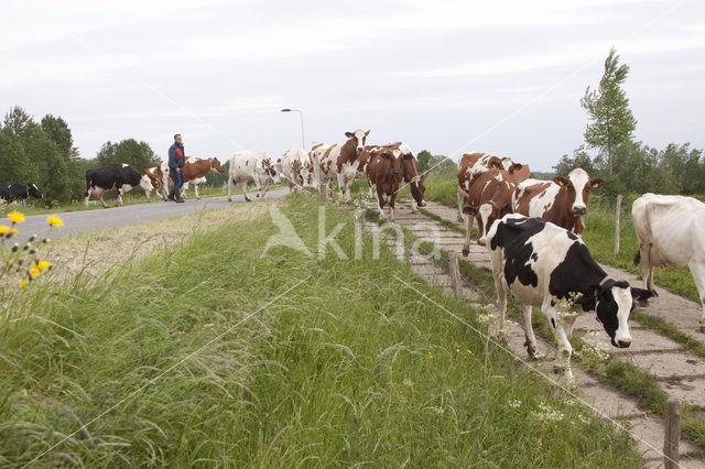 red-and-white Cow (Bos domesticus)