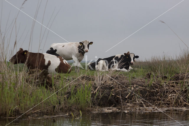 red-and-white Cow (Bos domesticus)