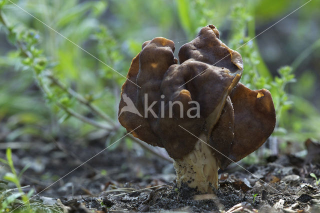 Geaderde kluifzwam (Helvella fusca)