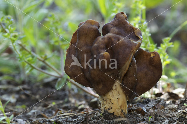 Geaderde kluifzwam (Helvella fusca)