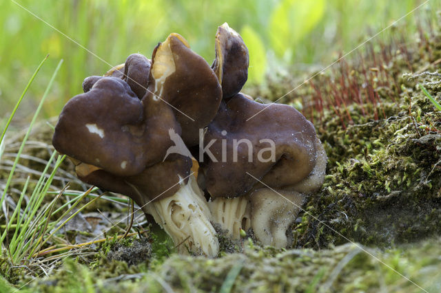 Geaderde kluifzwam (Helvella fusca)