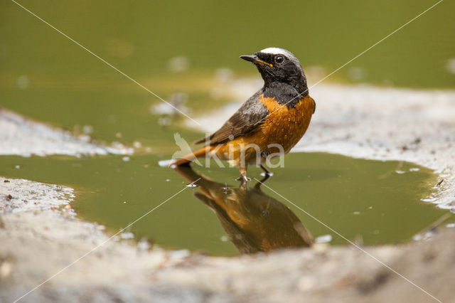 Gekraagde Roodstaart (Phoenicurus phoenicurus)