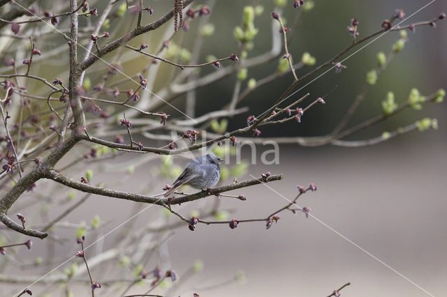 Gekraagde Roodstaart (Phoenicurus phoenicurus)