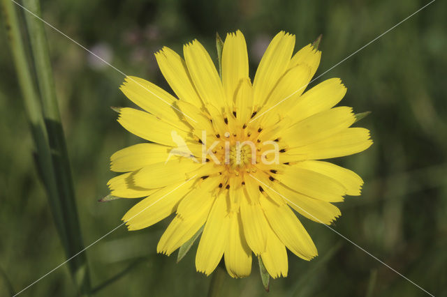 Gele morgenster (Tragopogon pratensis ssp. pratensis)