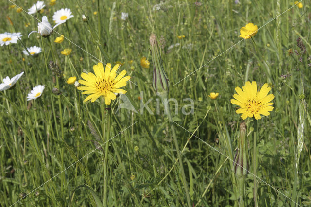 Gele morgenster (Tragopogon pratensis ssp. pratensis)