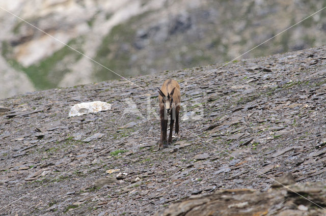 Chamois (Rupicapra rupicapra)