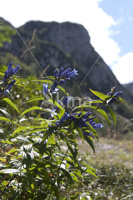 gentian (Gentiana spec)